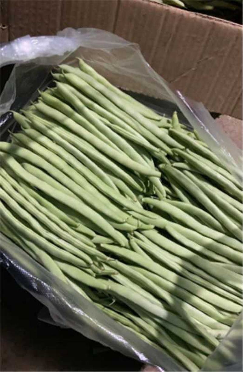 江苏淮安四季豆大量上市产地直发保质保量欢迎随时联系
