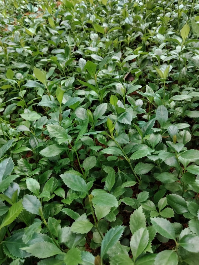 【推荐】草珊瑚苗/基地直发/一手货源/视频看货/量大优惠