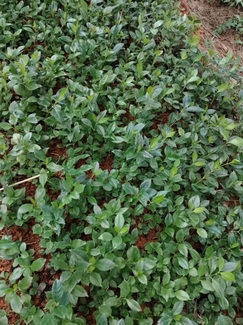 【推荐】草珊瑚苗/基地直发/一手货源/视频看货/量大优惠