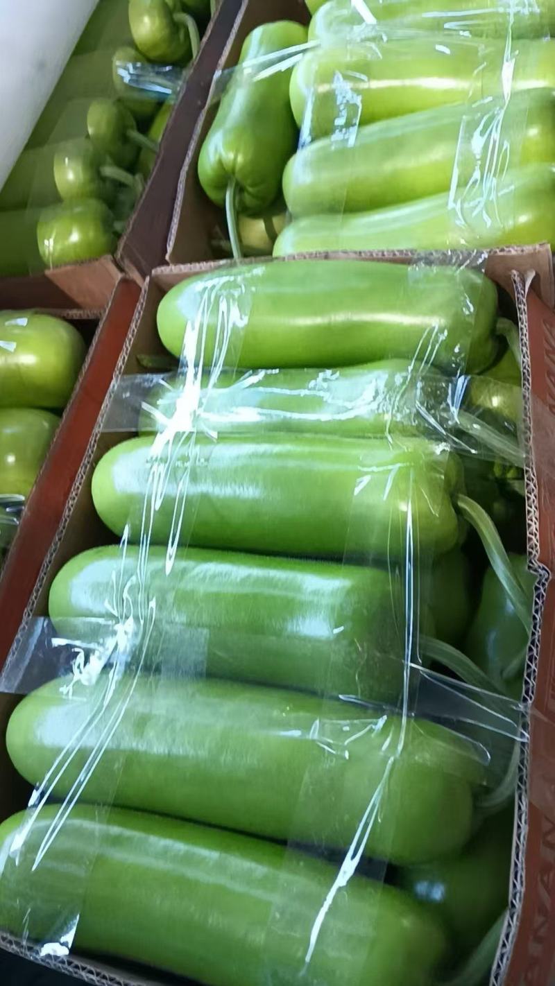 江苏淮安瓠子大量上市产地直发保质保量欢迎随时联系