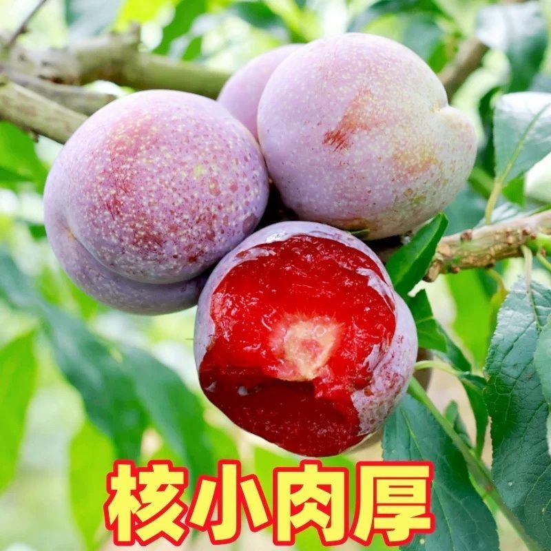 正宗广东三华李子对接各大电商平台一件代发