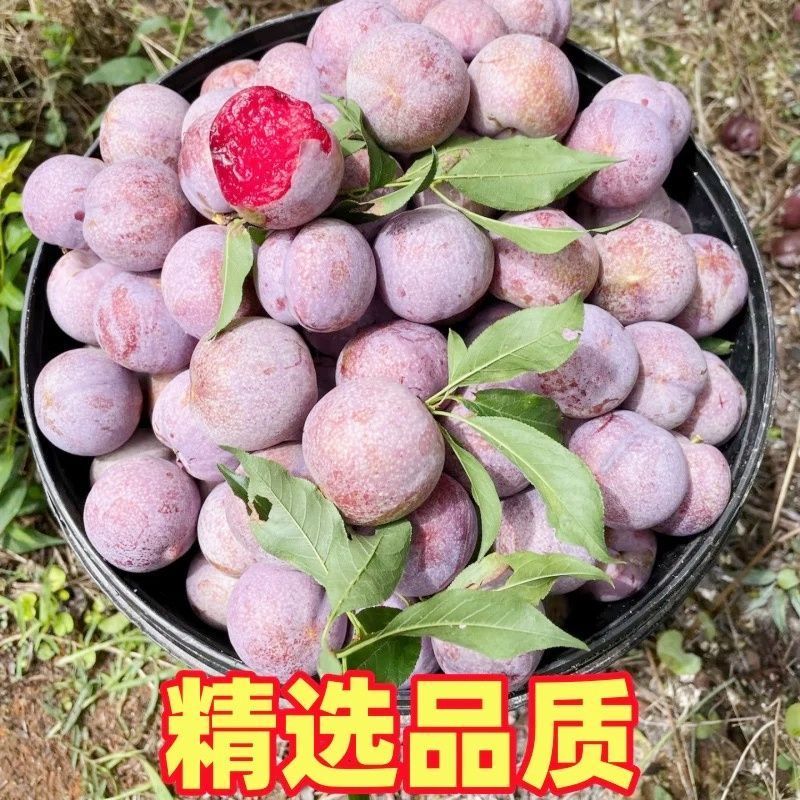 正宗广东三华李子对接各大电商平台一件代发