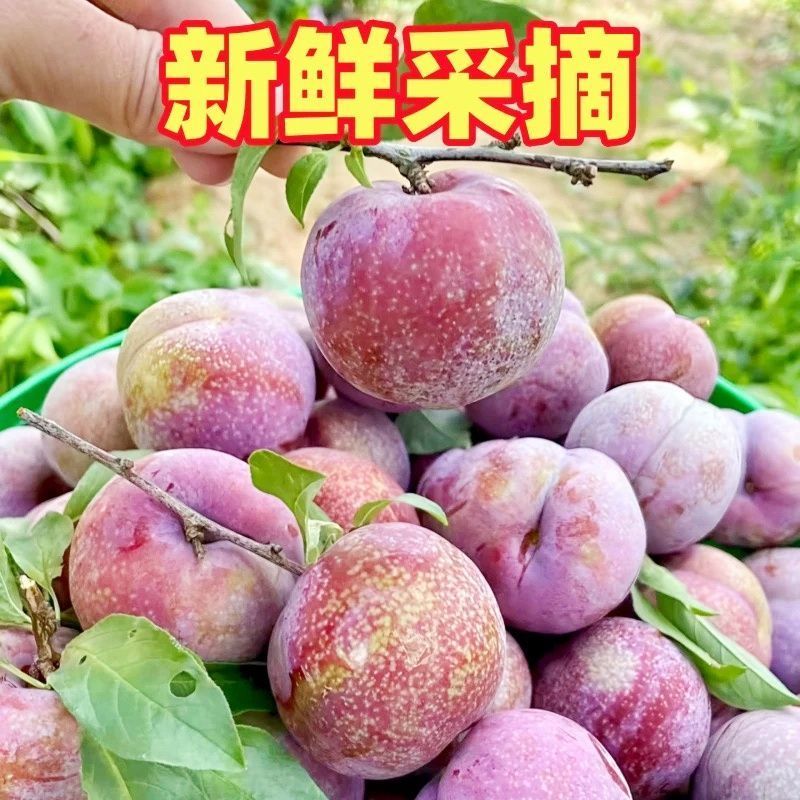 正宗广东三华李子对接各大电商平台一件代发