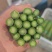 芦笋，26.28厘米