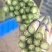 芦笋，26.28厘米