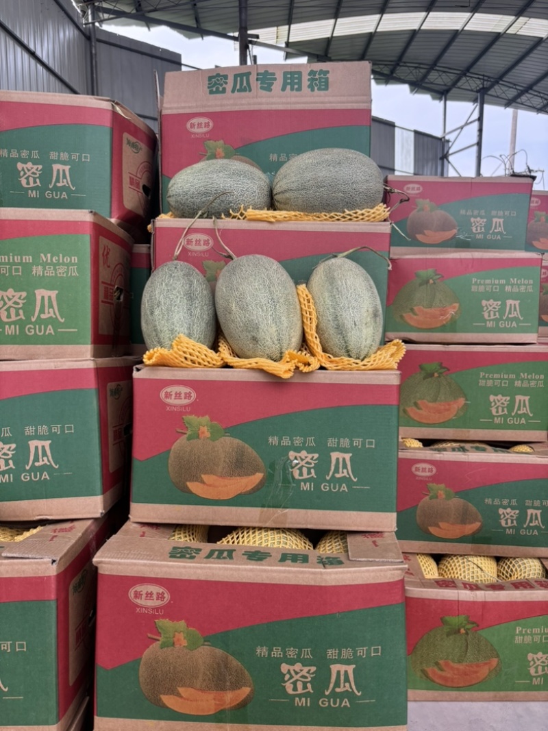 海南晓蜜25号