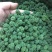 云南文山三七花田七花四年花精选特级新三七花