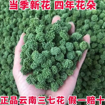 云南文山头茬特级三七花精选新花上市产地直发新鲜四年三七花