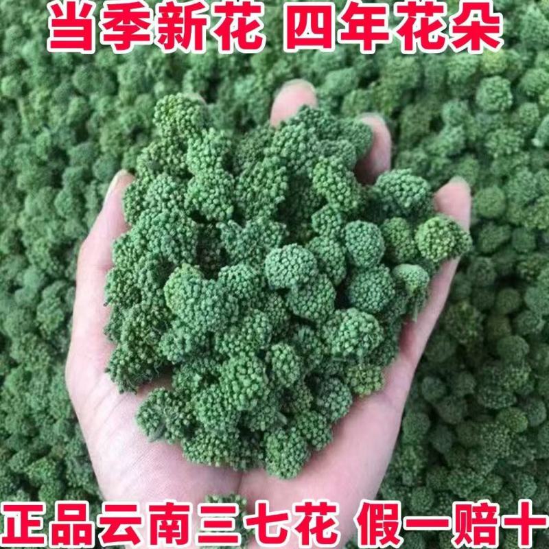 云南文山头茬特级三七花精选新花上市产地直发新鲜四年三七花