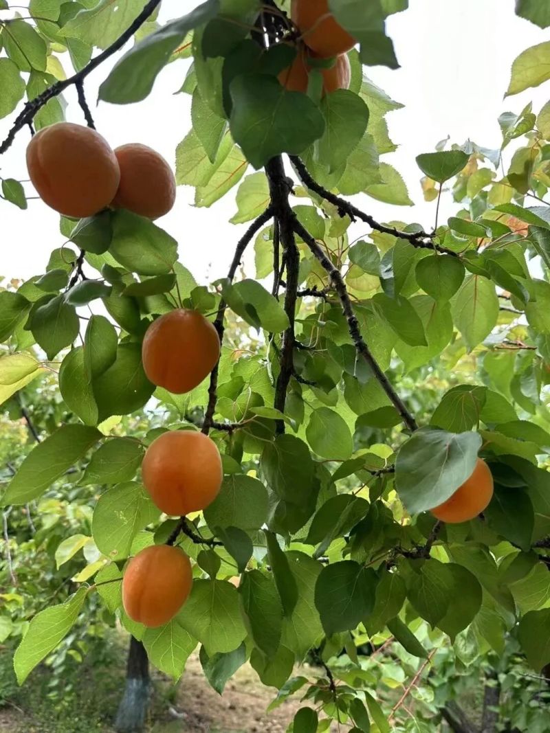 山东金太阳杏大量上市产地直发量大从优欢迎来电