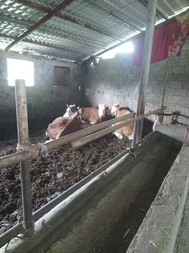 贵州毕节威宁活牛黄牛散养货源稳定价格实惠欢迎联系