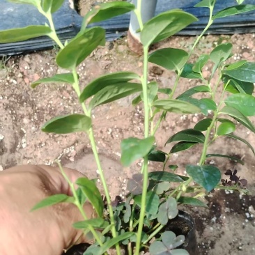 带果，蓝莓苗，钵苗，地栽苗，南方品种，北方品种