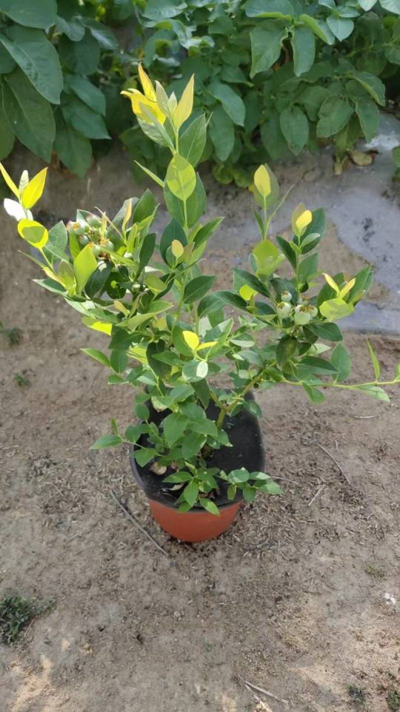 带果，蓝莓苗，钵苗，地栽苗，南方品种，北方品种