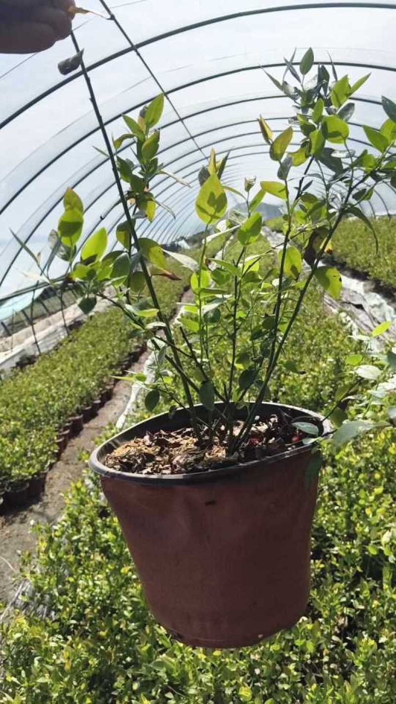 带果，蓝莓苗，钵苗，地栽苗，南方品种，北方品种