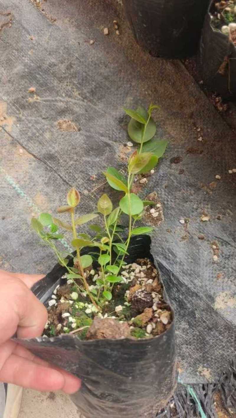 带果，蓝莓苗，钵苗，地栽苗，南方品种，北方品种