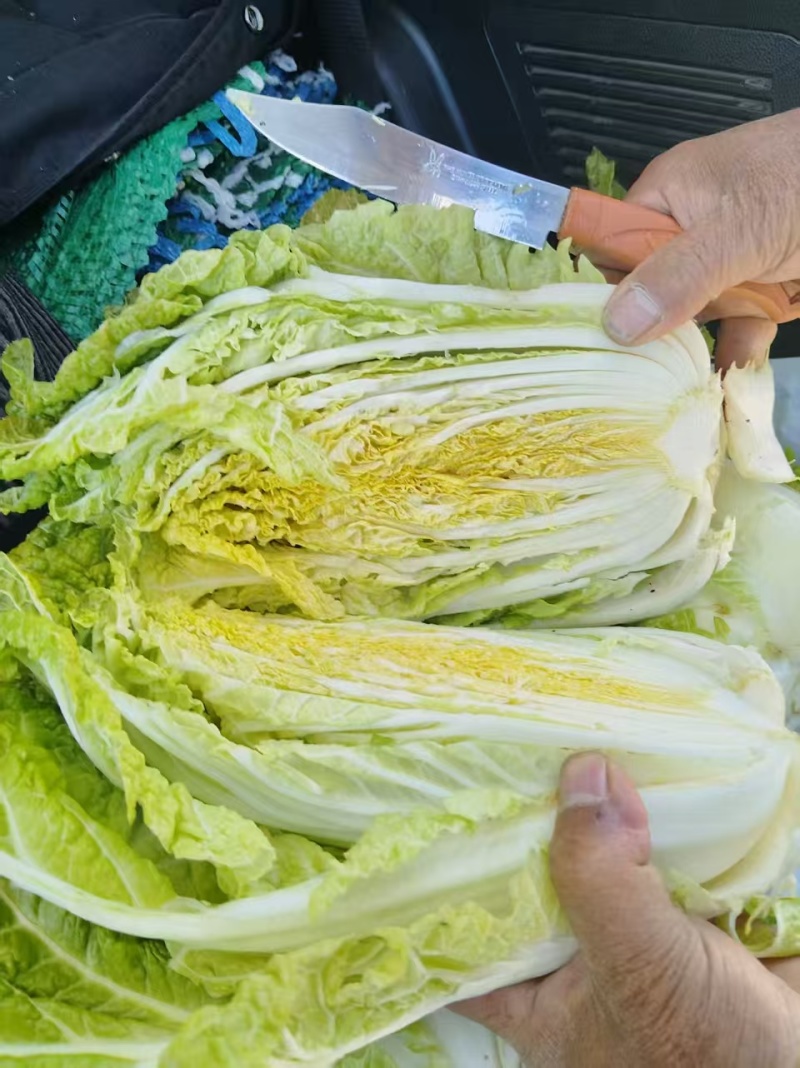 贵州精品白菜黄心白菜货源充足品质保证价格实惠联