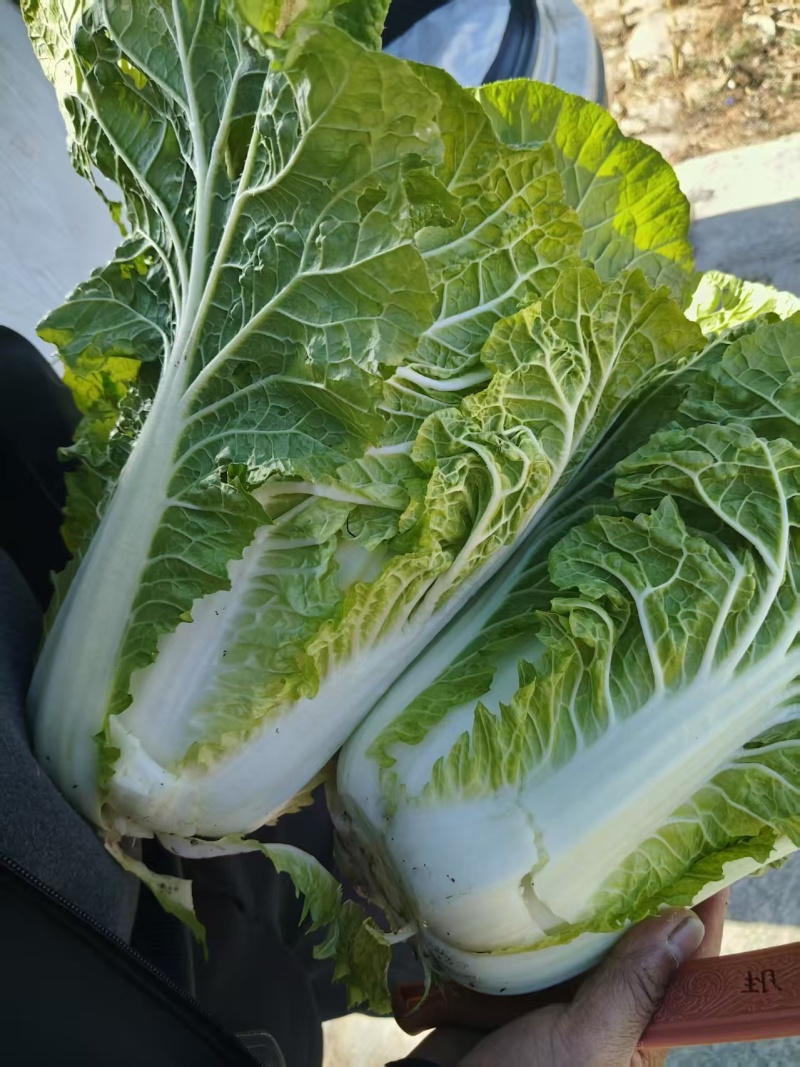 贵州精品白菜黄心白菜货源充足品质保证价格实惠联