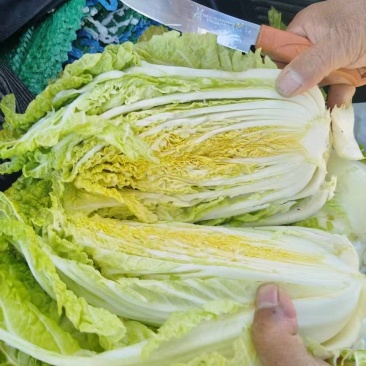 贵州精品白菜黄心白菜货源充足品质保证价格实惠联