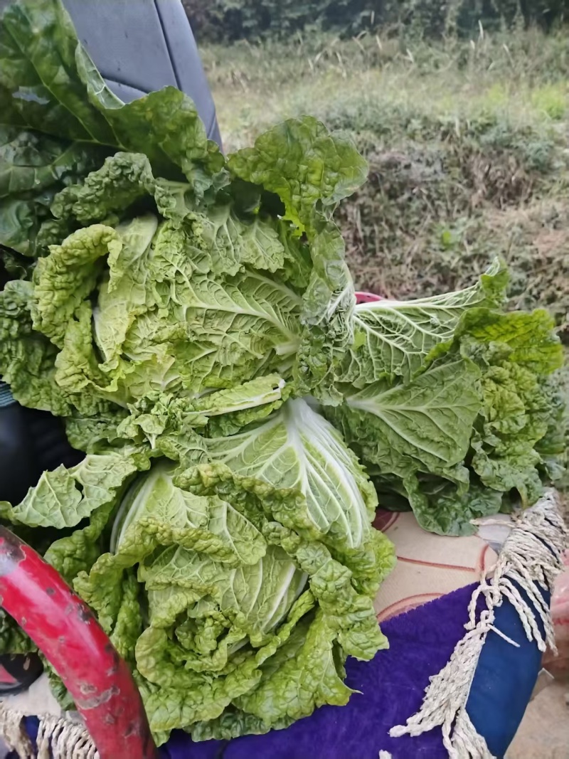 贵州精品白菜黄心白菜货源充足品质保证价格实惠联