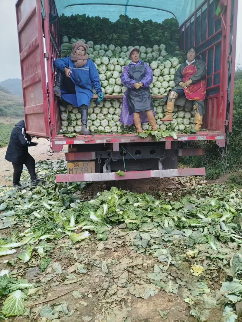 贵州精品白菜黄心白菜货源充足品质保证价格实惠联