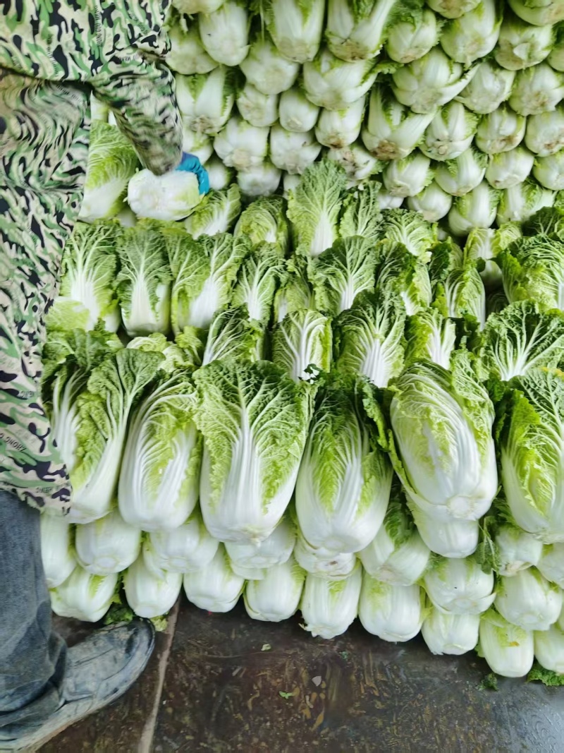 贵州精品白菜黄心白菜货源充足品质保证价格实惠联