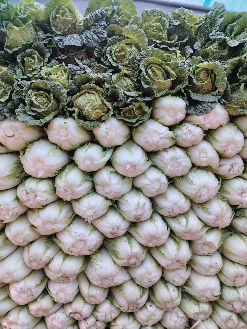 贵州精品白菜黄心白菜货源充足品质保证价格实惠联
