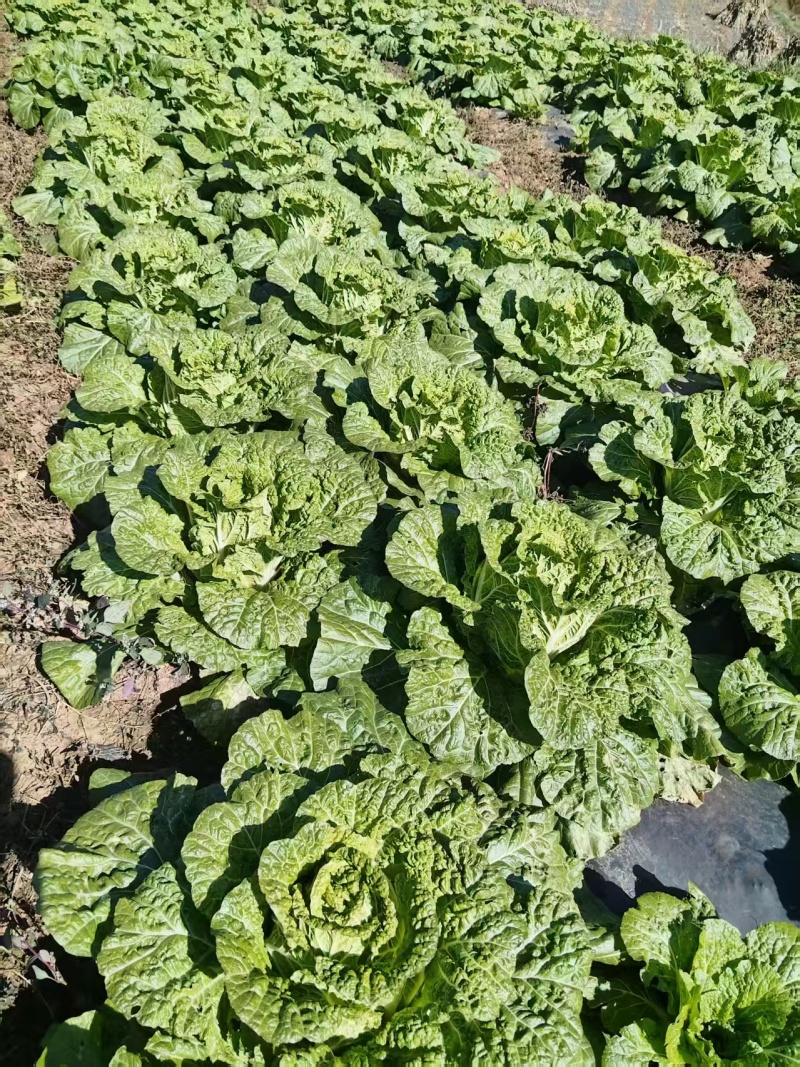 贵州精品白菜黄心白菜货源充足品质保证价格实惠联