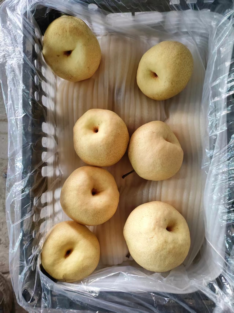 酥梨产地直发基地直销皮薄多汁水润清甜老少皆宜