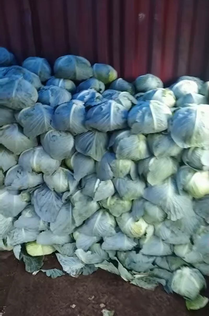 贵州莲花白甘蓝产地直供一手货源价格实惠欢迎联系