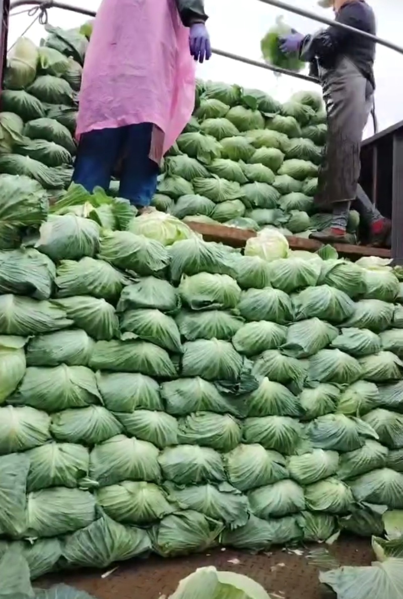 贵州莲花白甘蓝产地直供一手货源价格实惠欢迎联系