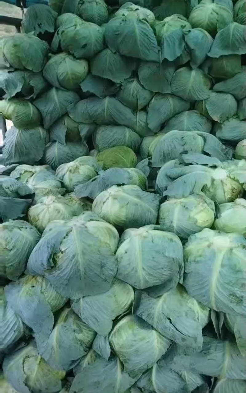 贵州莲花白甘蓝产地直供一手货源价格实惠欢迎联系