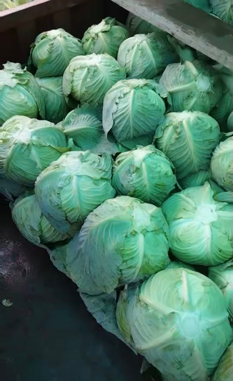 贵州莲花白甘蓝产地直供一手货源价格实惠欢迎联系