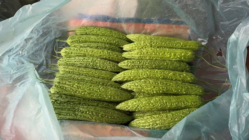 山东苦瓜-超市，市场批发，电商量大