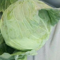 贵州精品甘蓝奥奇娜奥奇丽莲花白产地一手货源价格联系