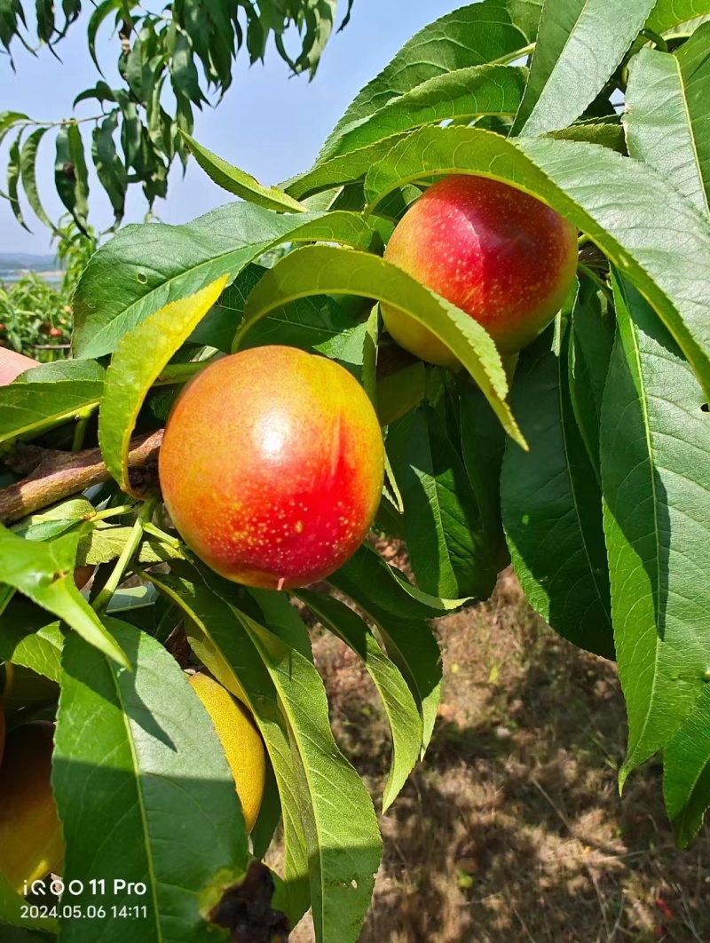 湖北新鲜黄心油桃大量上市，对接市场，渠道，电商，快递一件