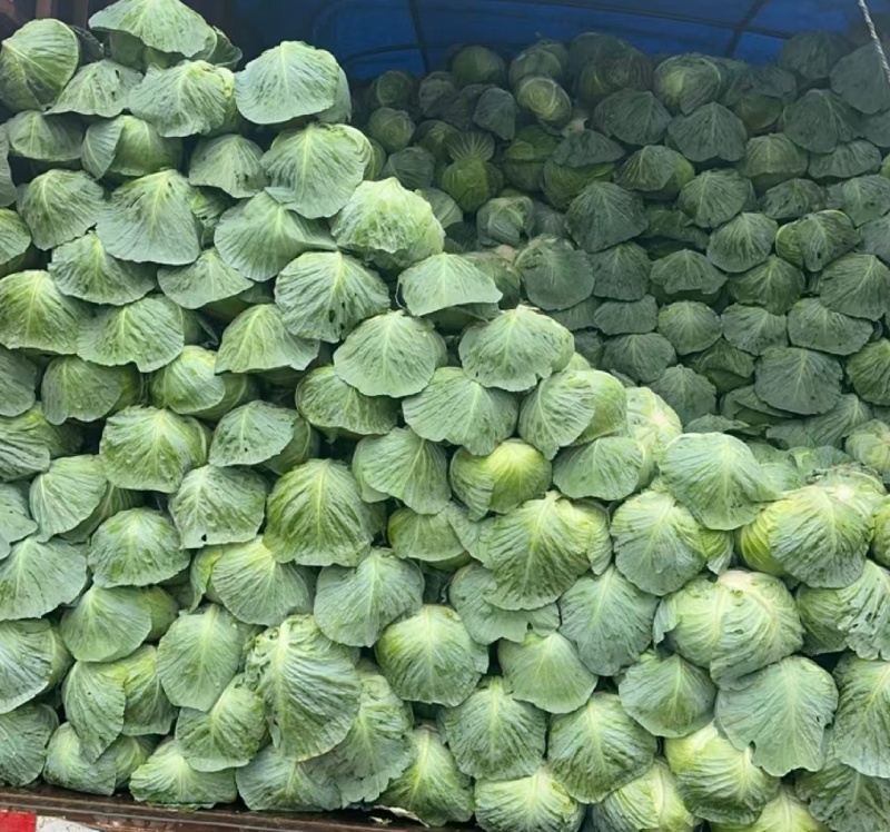 贵州精品甘蓝奥奇娜奥奇丽产地一手货源价格联系