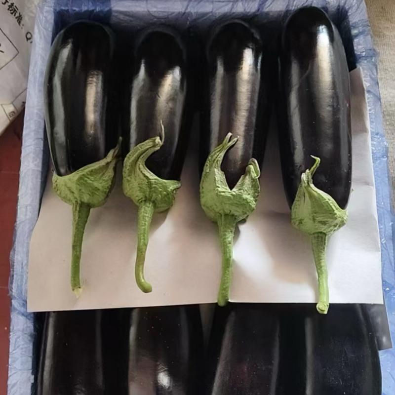 山东茄子长茄绿把长茄，超市，市场批发，电商量大