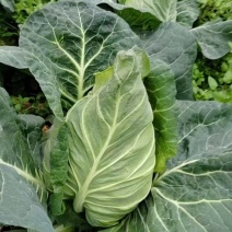 贵州牛心菜牛心甘蓝基地直供价格实惠欢迎联系订购