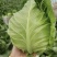 贵州牛心菜牛心甘蓝基地直供价格实惠欢迎联系订购