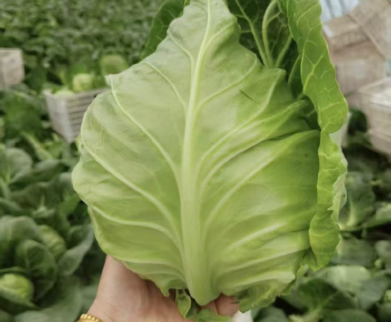 贵州牛心菜牛心甘蓝基地直供价格实惠欢迎联系订购