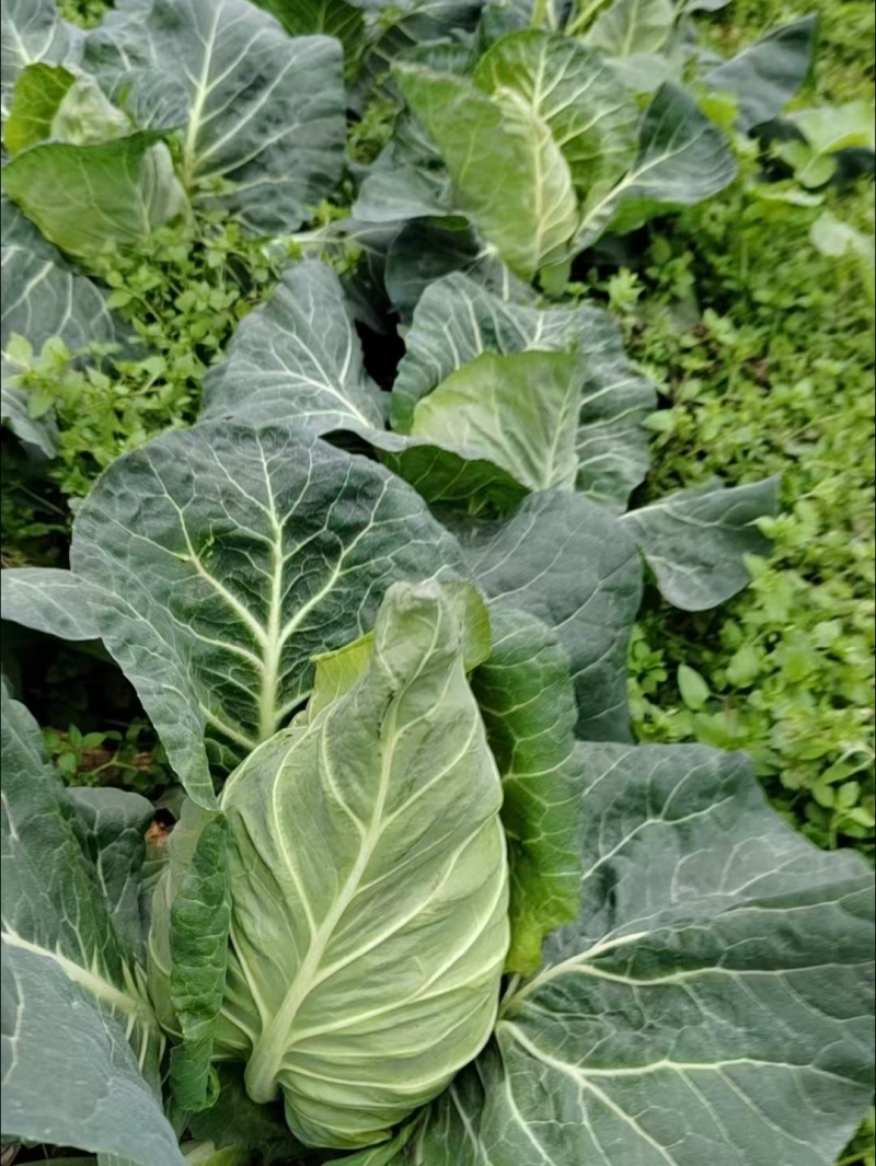 贵州牛心菜牛心甘蓝基地直供价格实惠欢迎联系订购