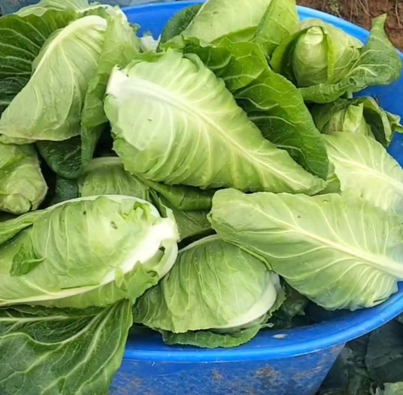 贵州牛心菜牛心甘蓝基地直供价格实惠欢迎联系订购
