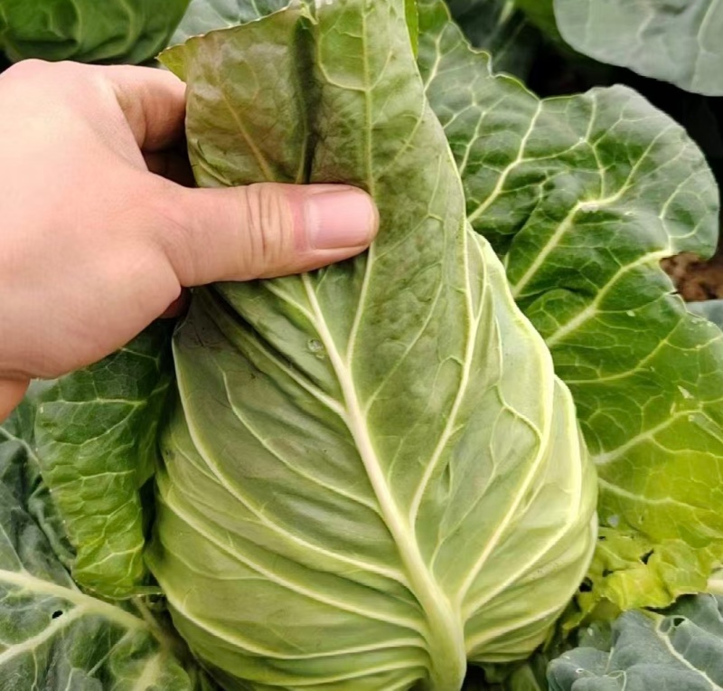 贵州牛心菜牛心甘蓝基地直供价格实惠欢迎联系订购