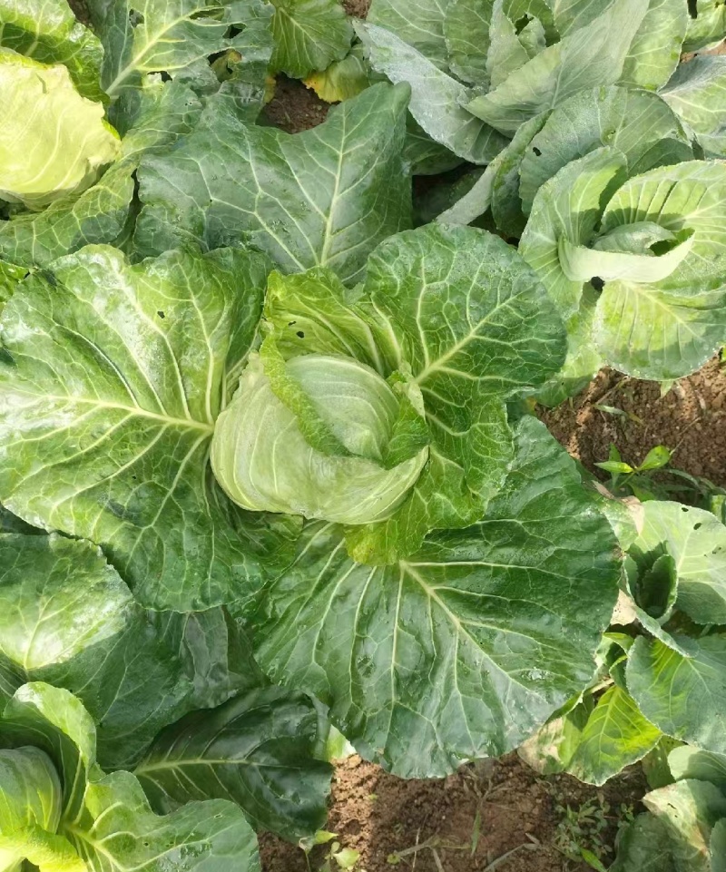 贵州牛心菜牛心甘蓝基地直供价格实惠欢迎联系订购