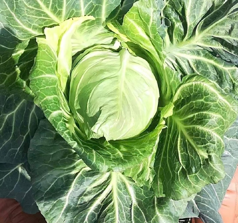 贵州牛心菜牛心甘蓝基地直供价格实惠欢迎联系订购