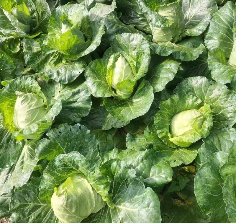 贵州牛心菜牛心甘蓝基地直供价格实惠欢迎联系订购