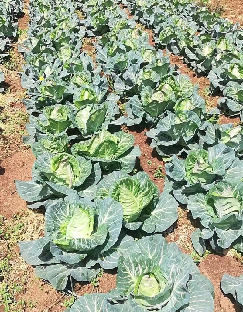 贵州牛心菜牛心甘蓝基地直供价格实惠欢迎联系订购