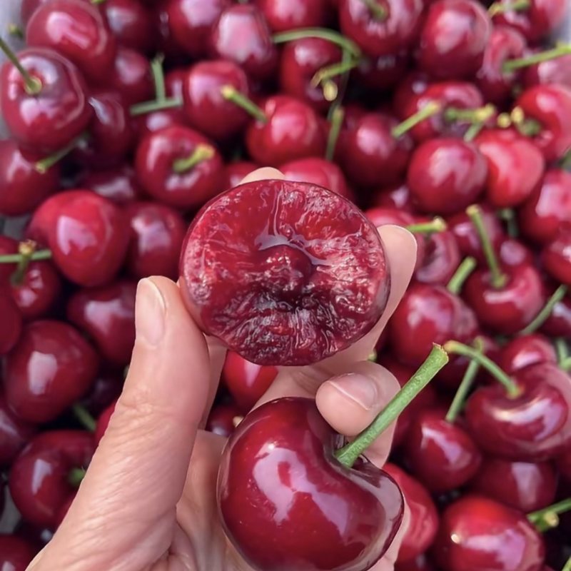 【一件可发】美早樱桃🍒精品樱桃产地直发可对接全国市场