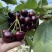 【一件可发】美早樱桃🍒精品樱桃产地直发可对接全国市场