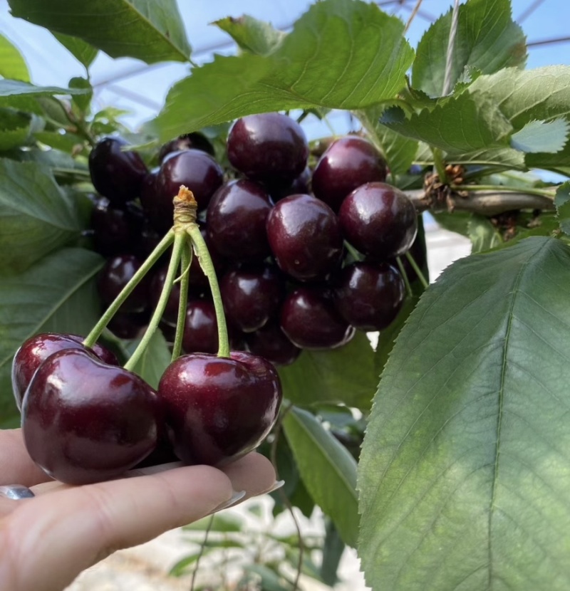 【一件可发】美早樱桃🍒精品樱桃产地直发可对接全国市场